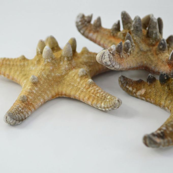 Large Knobbly Starfish (Rhino)