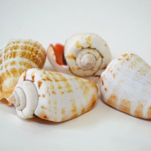 Luhuanus Shells