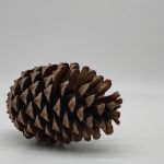 Pinus Pine Cones