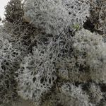Anthracite Icelandic Moss