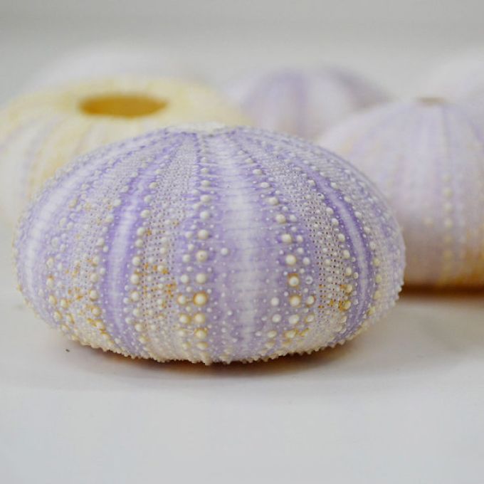 Violet Sea Urchins