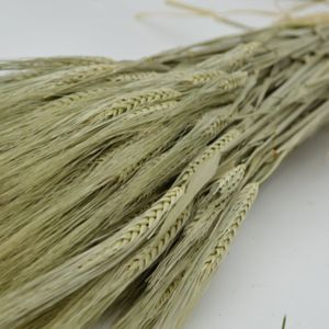 Dried Barley Bunch