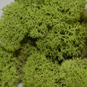 Medium Green Reindeer Moss