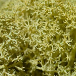 Old Green Reindeer Moss