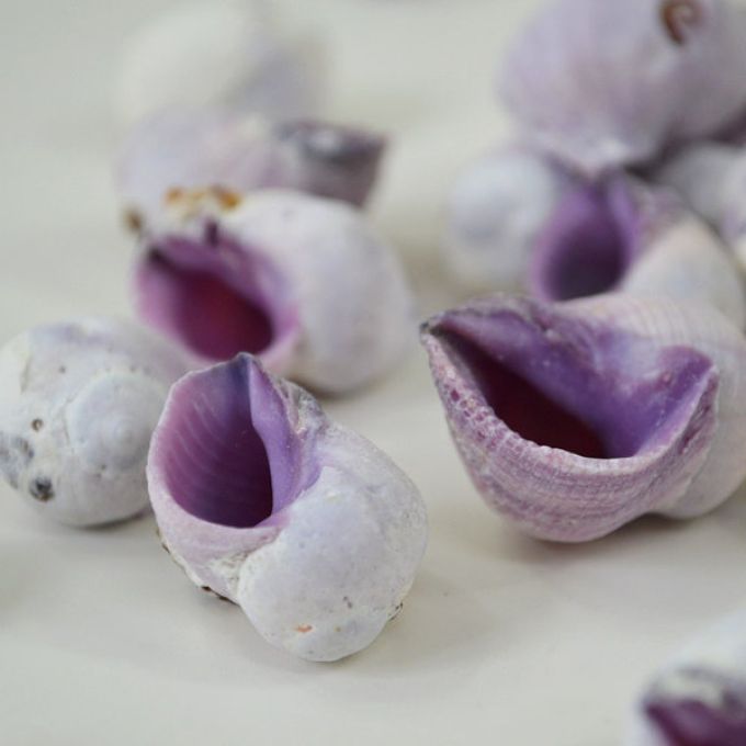 Violet Snail Shells - 100g