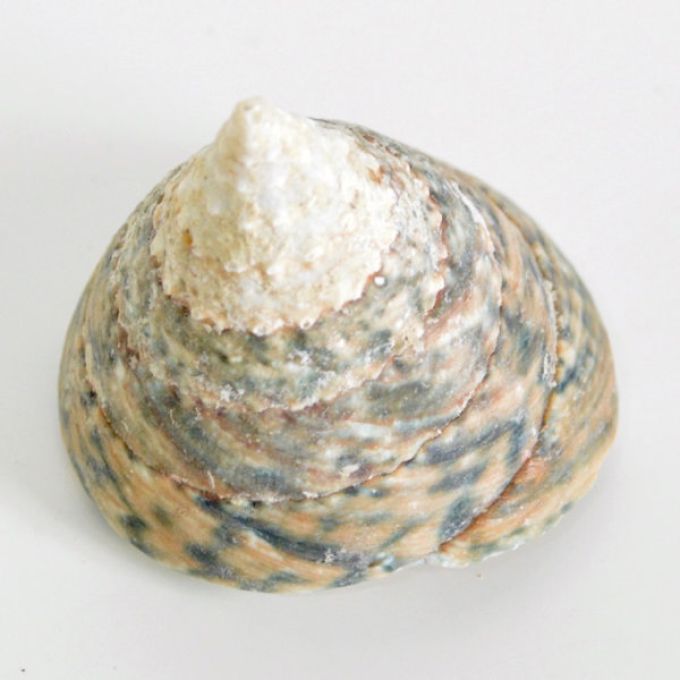 Blue Trocus Shells
