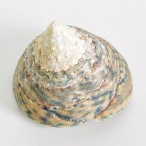 Blue Trocus Shells