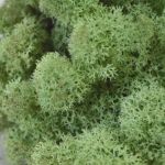 Mint green Icelandic Moss