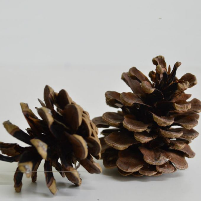 Austriaca Pine Cones - 500g