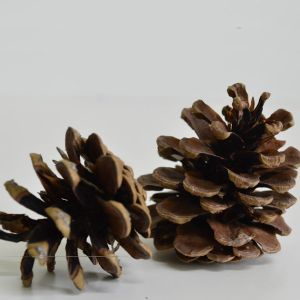 Austriaca Pine Cones