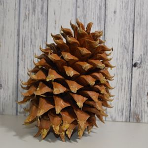 Coulter Pine Cones