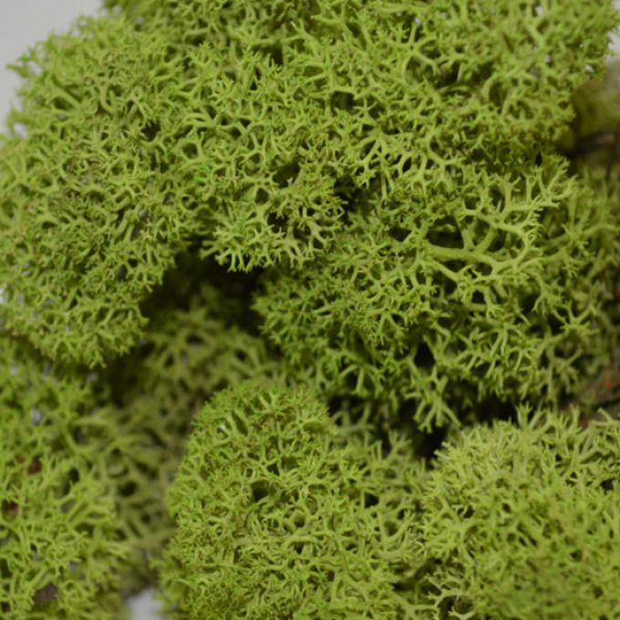 Medium Green Icelandic Reindeer Moss
