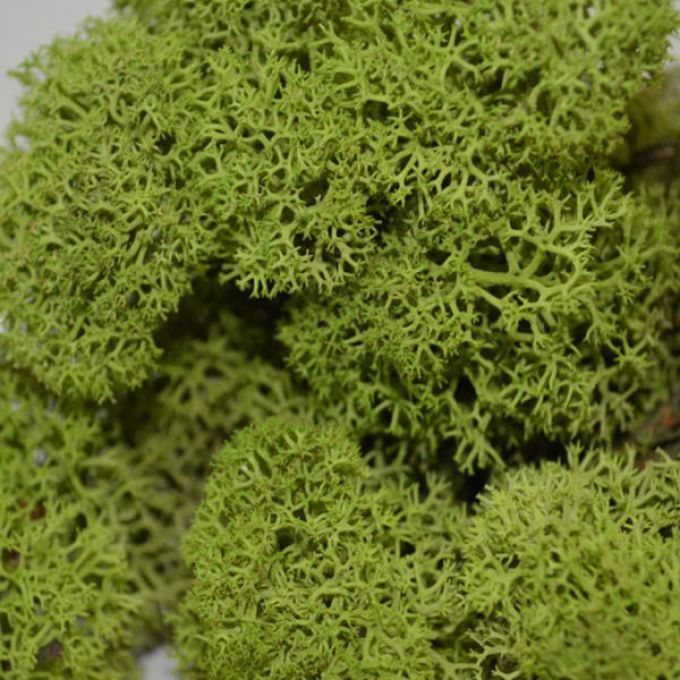 Medium Green Reindeer Moss - 500g