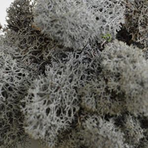 Anthracite Reindeer Moss