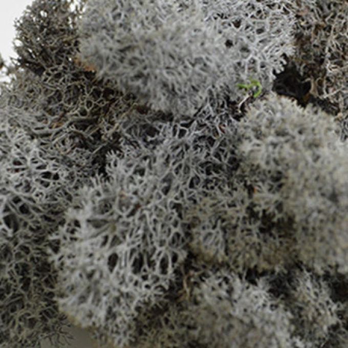 Anthracite Reindeer Moss - Full Box Unfiltered
